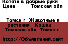 Котята в добрые руки  › Цена ­ 100 - Томская обл., Томск г. Животные и растения » Кошки   . Томская обл.,Томск г.